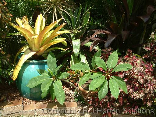 Bromeliad pot 